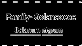 Family Solanaceae  solanum nigrum  General character amp classification with floral diagram [upl. by Mitzl]