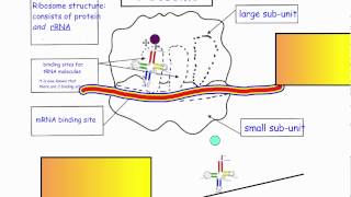 Translation  Ribosome Structure IB Biology [upl. by Amikehs]