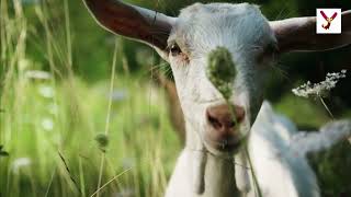 Goats can actually climb trees Here are 10 interesting things about Goats [upl. by Chrisse466]