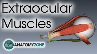 Extraocular Muscles  Eye Anatomy [upl. by Ortrud]