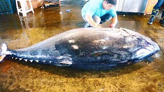 500KG giant bluefin tuna cutting for Sashimi [upl. by Harrow211]