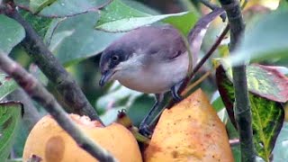 Western Orphean Warbler Sylvia hortensis in South Wales [upl. by Nosidam703]