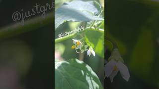 Solanum nigrum flower also called Morelle noire or black nightshade flowers garden nature shots [upl. by Lola869]