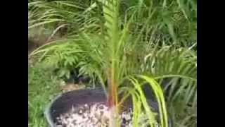 Dypsis video 2 [upl. by Nosle486]