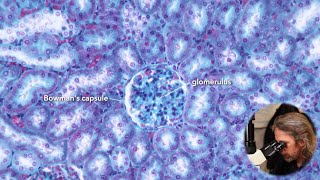 Microscopic anatomy of the kidney [upl. by Esinyl]