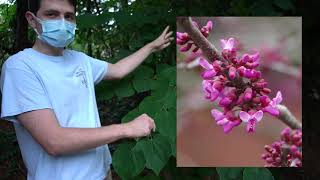 Cercis canadensis eastern redbud [upl. by Galina]