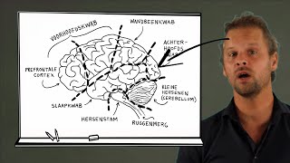 De werking van de hersenen en hersengebieden  Hersenen en leren Deel 1 [upl. by Kcirdahc]