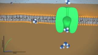 Facilitated vs Passive Diffusion [upl. by Mich749]