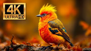 Beautiful Birds  Music Combined With Videos About Birds In Nature  4K Video [upl. by Octavian47]