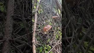 Funghi porcini settembre 2024 alto adige [upl. by Billy]