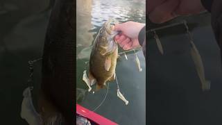 Fall Bass Fishing with the Alabama Rig [upl. by Dorkus348]