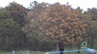 Massive Tree Pollen Explosion Explained [upl. by Laurentium9]