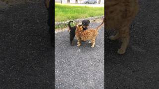 Chiot rottweiler en balade avec sa pote bengal viral [upl. by Mcclish330]