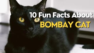 10 Fun Facts About Bombay Cat [upl. by Kohler]