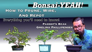 How to Make Bonsai With Nursery Stock  Parrots Beak Gmelina Phillippensis  BonsaiYEAH [upl. by Nytsrik]