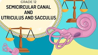 VESTIBULAR APPARATUS  Function of the semicircular canals and the utriculus and saccules [upl. by Guido]