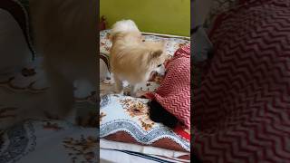 My cutie pie pet Pocco goneviral dogactivities trendingshorts funny [upl. by Sina]