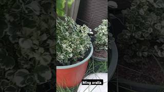 Ming aralia potts aralia gardenlover garden homegarden gardening ytshorts shots [upl. by Cissy]