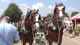 Budweiser Clydesdales at The Ohio State Fair [upl. by Kironde]