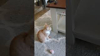 Tibbles and Ginger just chilling🥰 cat cuteanimals kittenvideos catsnkittens shorts [upl. by Vadim]