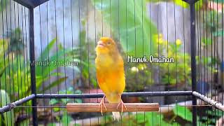 Canary song for mating training of beautiful Belgian canaries 169 [upl. by Ahsiken185]