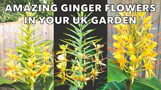 How to Grow Hardy Gingers for Amazing Scented Tropical Flowers Hedychium gardnerianum Tips [upl. by Currier]