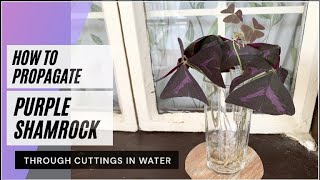 HOW TO PROPAGATE OXALIS TRIANGULARIS PUPLE SHAMROCK IN WATER  WATER PROPAGATION I HOUSE PLANTS [upl. by Ymmot]