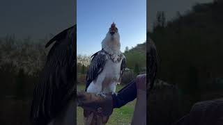 “Deep Throat” vultures birdsofprey birds birdspecies kazakhstan prey birdslover wildanimals [upl. by Risay]