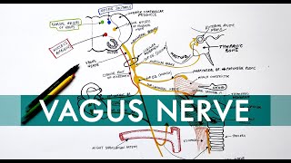 Vagus Nerve  Cranial nerve X  Head amp Neck Anatomy Tutorial [upl. by Dickinson]