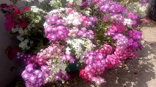 How to Grow Care Phlox in Pots [upl. by Nelhsa]