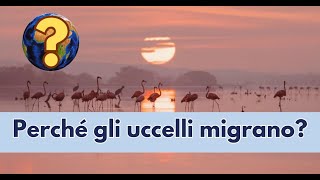 Perché gli uccelli migrano [upl. by Anelav292]