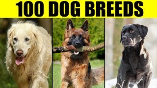 Dog Breeds  List of 100 Most Popular Dog Breeds in the World [upl. by Aianat878]