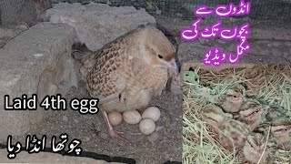 From Starting To Hatching eggs Full Video [upl. by Thursby]