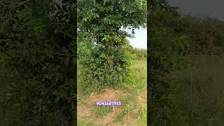 5 Acra land for sale  Hosur to 5 km  Best place in layout and company purpose 9042687955 [upl. by Concepcion]