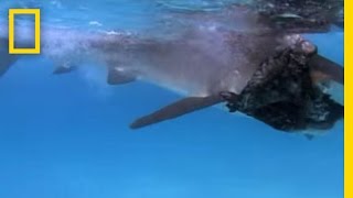 Tiger Shark vs Albatross  National Geographic [upl. by Buchanan]