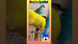 Budgies enjoy playing fun 😊budgies birds animals trending short parrot reels parakeettiktok [upl. by Nylzzaj]