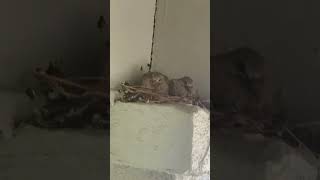 some newborn baby turtle doves socute [upl. by Revert239]