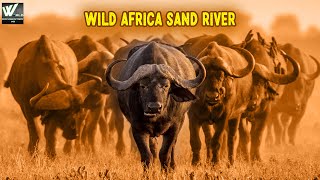 सैंड नदी मै जंगली जानवर कैसे रहते है  Wild Africa Sand River  World Documentary HD [upl. by Cymbre158]