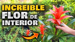 Si Tienes ESTA FLOR en CASA Tienes UN TESORO Bromelia Cuidados  Plantas de Interior con Flores [upl. by Rebel]