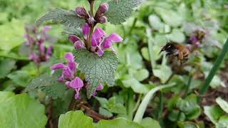 Frühlingspelzbiene auf Lungenkraut  Anthophora plumipes  Pollinature [upl. by Weisberg696]