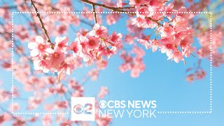 Cherry Blossoms on full display at Brooklyn Botanic Garden [upl. by Daveen]