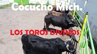 Que Torazos Los Toros Divinos Vs Rancho dos Pleves Un Jaripeo En Cocucho mich [upl. by Atnim284]