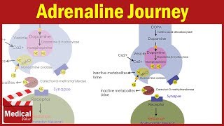 Pharmacology ANS 11 Adrenaline Synthesis and Degradation  Dopamine amp Noradrenaline Synthesis [upl. by Grindle998]