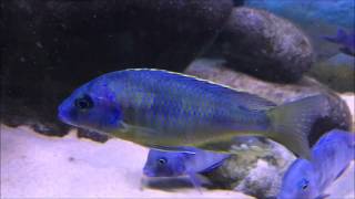 Naevochromis chrysogaster quotThe life of the world cichlidsquot [upl. by Hatty]