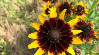 Zonnehoed Echinacea X Rudbeckia ‘Summerina Brown’  20230715 [upl. by Concoff101]