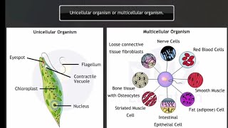 Biological classification class 11 animation  classification [upl. by Alpheus]