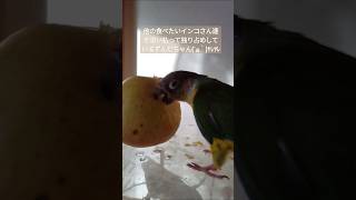 【ウロコインコ】気が強すぎる悪インコ ウロコインコ みずたまのおうち 何をしてもかわいい 反抗期 [upl. by Wauters151]