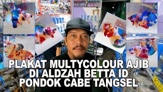 IKAN CUPANG MULTYCOLOUR AJIB AJIB DARI ALDZAH BETTA ID [upl. by Adnimra]