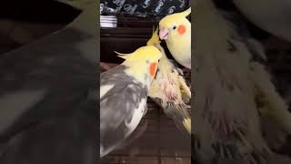 Baby Pineapple Gets Preened🪺 birds cute cockatiels birdslover fyp nature [upl. by Alie74]