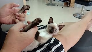 Foot Massage Makes Cat Crazy  ViralHog [upl. by Muldon]